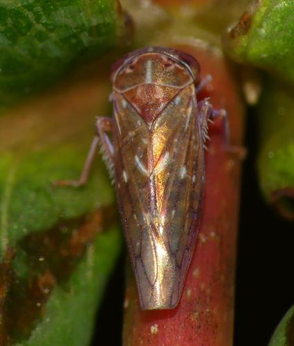 Tremulicerus sp.